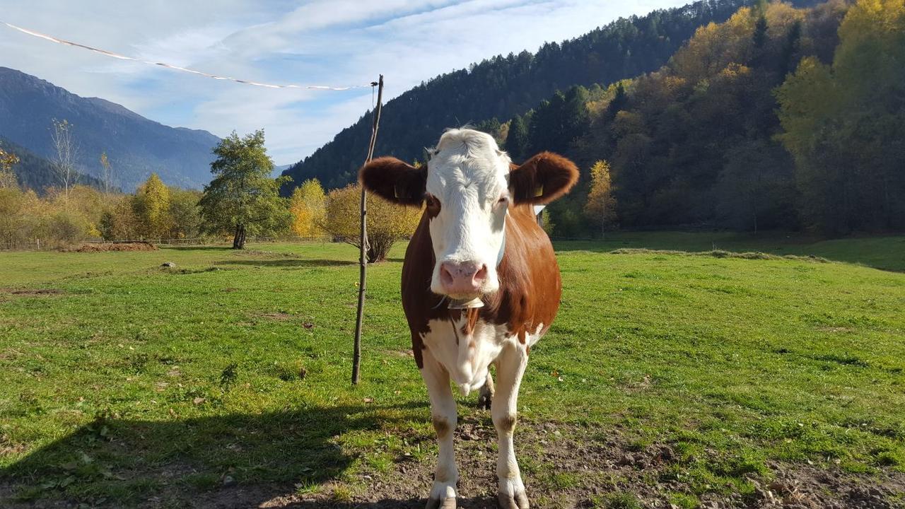 Agriturismo Fattoria Dalcastagne Torcegno Bagian luar foto